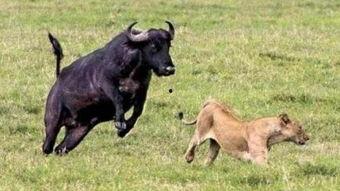 国产大片b站水牛影视,探索影视新天地